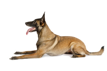 Purebred Belgian shepherd dog Malinois with his tongue hanging out lying on a white