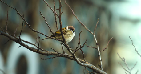 Sparrow sitting on winter branches, very magnificent and beautiful against the background of a residential building, photo in the form of a banner