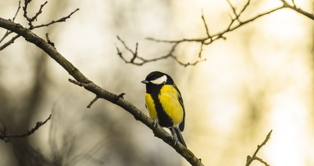 Titmouse sits on a winter branch in cold weather, photo in the form of a banner