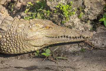 Alligator head. Everglades National Park. Florida. USA. 