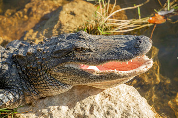 Alligator head. Everglades National Park. Florida. USA. 