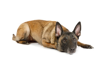 Belgian shepherd dog Malinois lying with his head on his paws