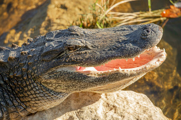 Alligator head. Everglades National Park. Florida. USA. 