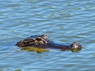 Alligator head in blue water in Georgia