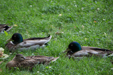 Patos durmiendo en el cesped