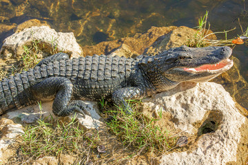 Naklejka premium Alligator head. Everglades National Park. Florida. USA. 