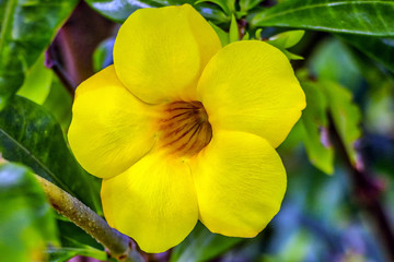 Dominica