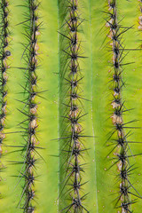 Cactus macro view. Needles and prickle.