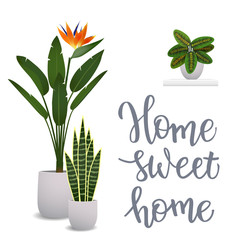 Houseplant and original handwritten text Home sweet home