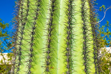 Cactus macro view. Needles and prickle.