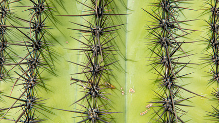 Cactus macro view. Needles and prickle.