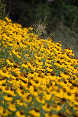 flores en el campo