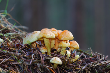 Cluster of small yellow mushrooms, probably sulfur tuft, in pine litter