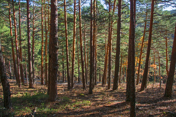 Fototapeta premium Bosque de Sierra de Guadarrama / Sierra de Guadarrama Forest. Cercedilla. Madrid