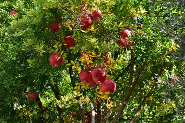 red fruits in the garden