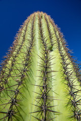 Cactus macro view. Needles and prickle.