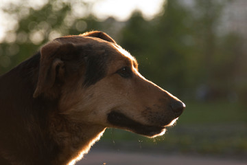 Portrait of a purebred dog in profile on a green background