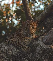 leopard on a tree resting; leopard staring; leopard in golden light; leopard eye; eye of the tiger