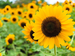 Obraz premium sunflower field of sunflowers