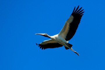 Obraz premium Wood stork in flight with wings spread against blue sky in Georgia