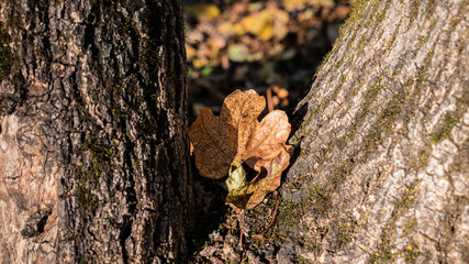 Fototapeta premium a single leaf growing from a tree bark on a fall day. the last leaf of a tree.the transition from autumn to winter.closeup macro shoot of the subject in the middle isolated on blurry background