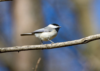 Obraz premium Carolina Chickadee (Poecile carolinensis)