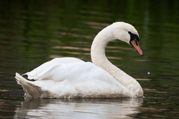 Naklejka premium Mute Swan ( Cygnus olor ) swimming in the lake 