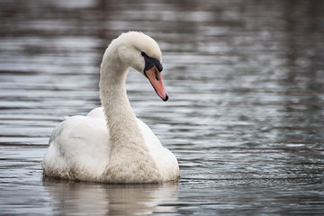 Fototapeta premium Mute Swan ( Cygnus olor ) swimming in the lake 
