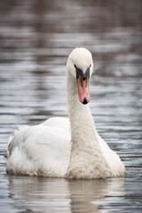 Mute Swan ( Cygnus olor ) swimming in the lake	