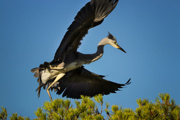 Heron lands on top of a tree