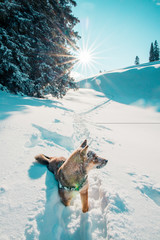 Games and snowy walk in the Swiss Alps, with his puppy Sheba Inu