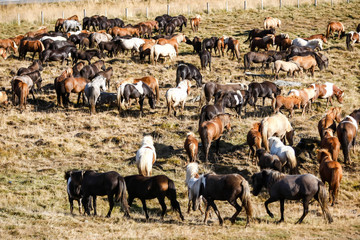 Troupeau de chevaux islandais en liberté dans une prairie en Islande