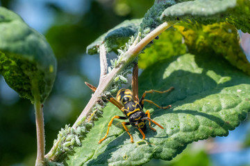 A colourful European hornet stands on top of sick apple tree leaf whilst feeding.