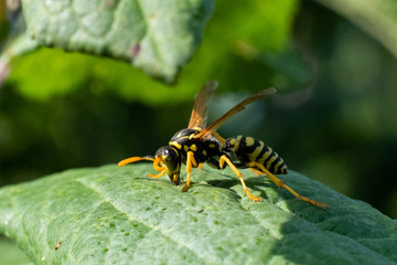 A colourful European hornet stands on top of sick apple tree leaf whilst feeding.