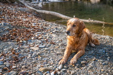 golden brown dog retriever after a bath by the river