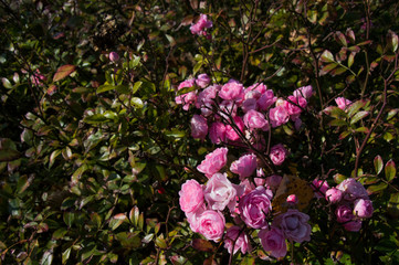 Bush with small roses. Pink roses.