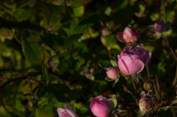 Bush with small roses. Pink roses.