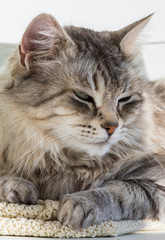 Fototapeta na wymiar Adorable cat of siberian breed with long hair