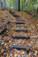 Path in Yedigoller National Park, Bolu, Turkey