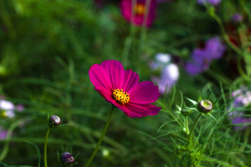 Verbena field at Mon jam Chiang Mai, in Thailand