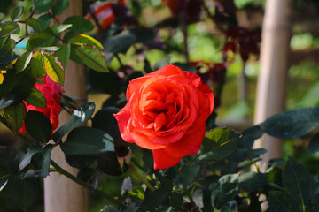  The red rose at Phu Phing Chiang Mai Province