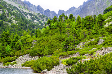 High mountain pine forest with high hills, rocks and lake in the foreground