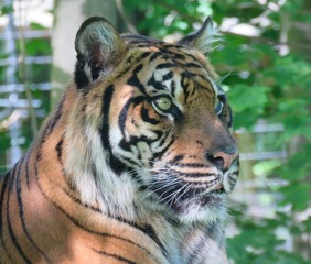 Siberian tiger laying on ground with green leaves in background
