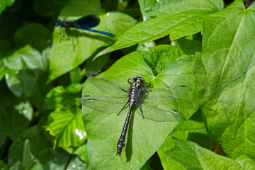 dragonfly common clubtail on green leaf