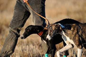 Greyhounds ready to hunt © José 16