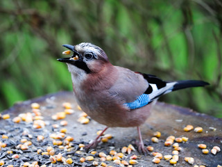 blue jay on a branch