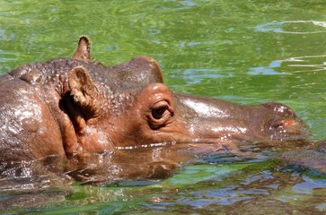 Single hippo head moving through green water