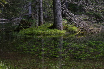 unnterwasserpflanzen