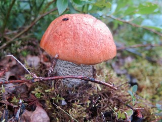 the orange birch bolete mushroom