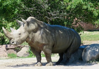 Obraz premium Rhino rubbing his butt against rock at zoo